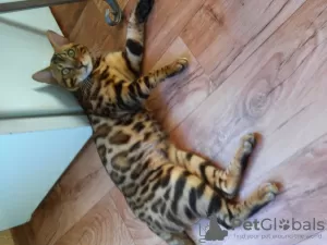 Photo №2 to announcement № 26464 for the sale of bengal cat - buy in Belarus private announcement, from nursery, breeder