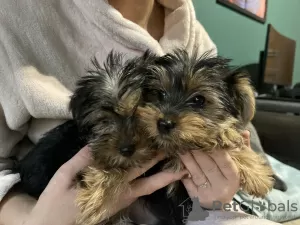 Additional photos: Yorkshire terrier mini