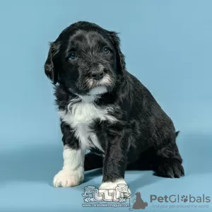 Photo №2 to announcement № 98481 for the sale of portuguese water dog - buy in Portugal breeder