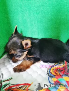 Additional photos: Yorkshire Terrier. Yorkshire terrier puppies from purebred parents.