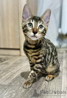 Photo №1. bengal cat - for sale in the city of Смолевичи | negotiated | Announcement № 117224