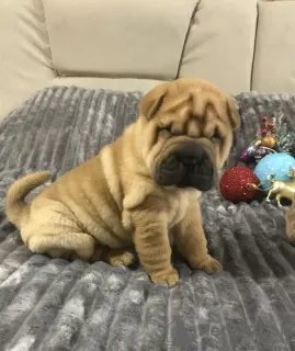 Photo №2 to announcement № 8576 for the sale of shar pei - buy in Ukraine breeder