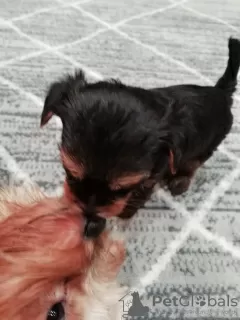 Additional photos: Yorkshire Terrier puppies