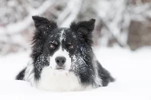 Photo №2. Mating service border collie. Price - 676$