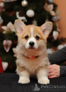 Photo №3. Amazing Corgi Puppies. Ukraine