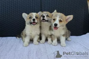 Additional photos: Welsh Corgi Pembroke puppies