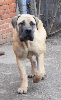 Photo №3. South African Boerboel, teens.. Russian Federation