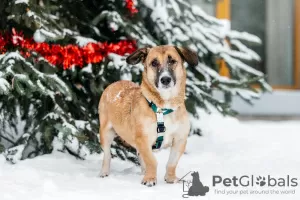 Photo №2 to announcement № 127694 for the sale of non-pedigree dogs - buy in Russian Federation from the shelter