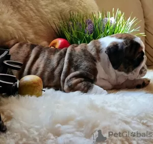 Additional photos: English bulldog babies