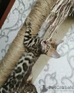 Additional photos: Bengal kittens