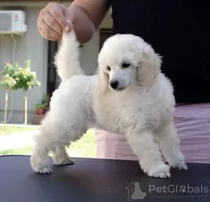 Additional photos: Toy Poodle puppies