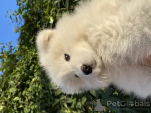 Photo №1. samoyed dog - for sale in the city of Слободзея | negotiated | Announcement № 123540