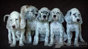 Additional photos: English Setter puppies