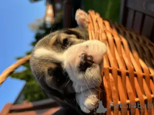 Additional photos: Elite puppies from titled parents