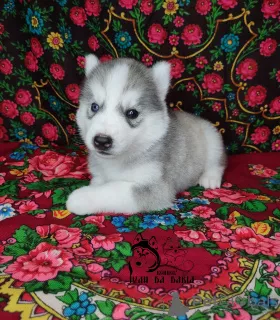 Additional photos: Siberian Husky puppies