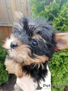 Photo №2 to announcement № 105640 for the sale of beaver yorkshire terrier, yorkshire terrier - buy in Estonia private announcement, from nursery, breeder