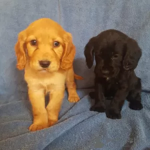 Photo №1. american cocker spaniel - for sale in the city of Bahamas | Is free | Announcement № 92423