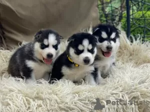 Photo №1. siberian husky - for sale in the city of Vilnius | 317$ | Announcement № 75771