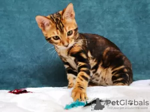 Additional photos: Bengal kittens