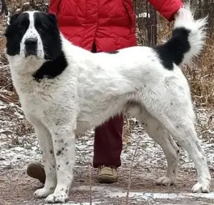 Additional photos: Central Asian Shepherd Puppy White Boy