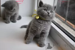 Photo №3. Champion British shorthair kittens for sale. Spain