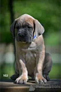 Photo №3. Cane Corso puppies. Serbia