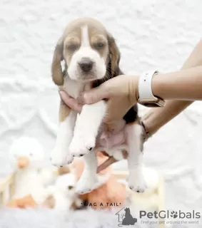 Photo №2 to announcement № 99469 for the sale of beagle - buy in Germany private announcement, from nursery, from the shelter