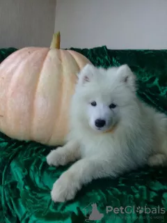 Additional photos: Samoyed puppies