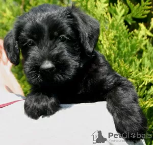 Photo №2 to announcement № 11143 for the sale of giant schnauzer - buy in United States breeder