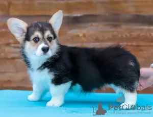 Additional photos: Pembroke Welsh Corgi Puppies