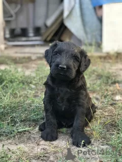 Additional photos: Giant Schnauzer puppies with pedigree (1 month)