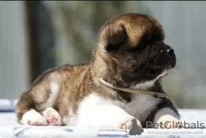 Photo №3. Akita puppies for adoption. United States