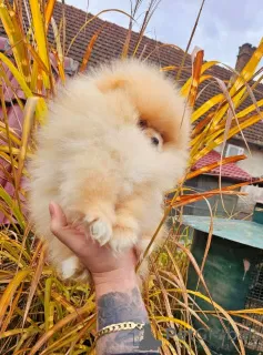 Additional photos: Top Pomeranian Puppies