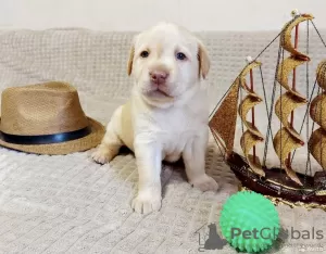 Additional photos: Labrador puppies