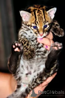 Additional photos: Caracal serval and F1 Savannah kittens available