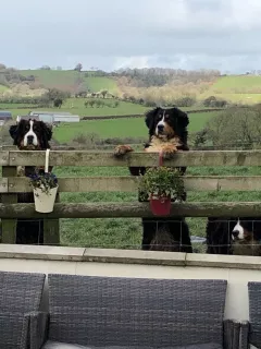 Additional photos: Bernese Mountain Dog - puppies with FCI pedigree, ZKwP