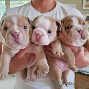 Photo №1. english bulldog - for sale in the city of Visaginas | negotiated | Announcement № 53582