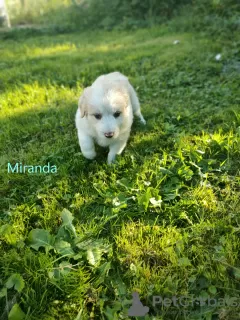 Photo №1. border collie - for sale in the city of Gościm | 898$ | Announcement № 70092