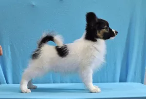 Additional photos: High-breed puppies PAPILLON