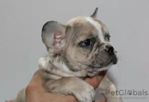 Additional photos: EXOTIC French Bulldog puppies