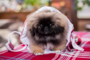 Photo №1. pekingese - for sale in the city of Krasnodar | Negotiated | Announcement № 5579