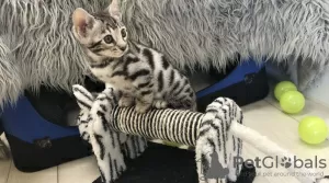 Photo №3. Pedigree Bengal Kittens available now. Germany