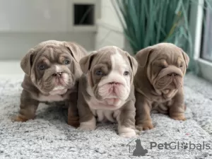 Additional photos: Beautiful English bulldog puppies