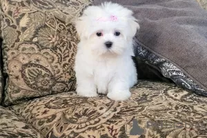 Photo №2 to announcement № 94180 for the sale of maltese dog - buy in Canada private announcement, from the shelter