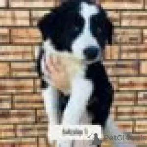 Photo №2 to announcement № 128415 for the sale of border collie - buy in Finland breeder