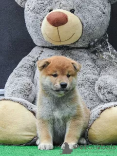 Photo №4. I will sell shiba inu in the city of Vilovo.  - price - 370$