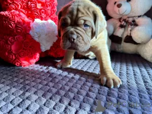 Photo №4. I will sell dogue de bordeaux in the city of Pskov. breeder - price - 521$