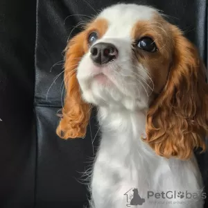 Photo №3. Gorgeous cavalier puppies. Norway