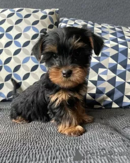 Photo №4. I will sell yorkshire terrier in the city of Berlin. private announcement - price - 3$