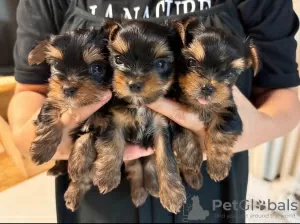 Photo №3. Yorkie for sale. United Kingdom